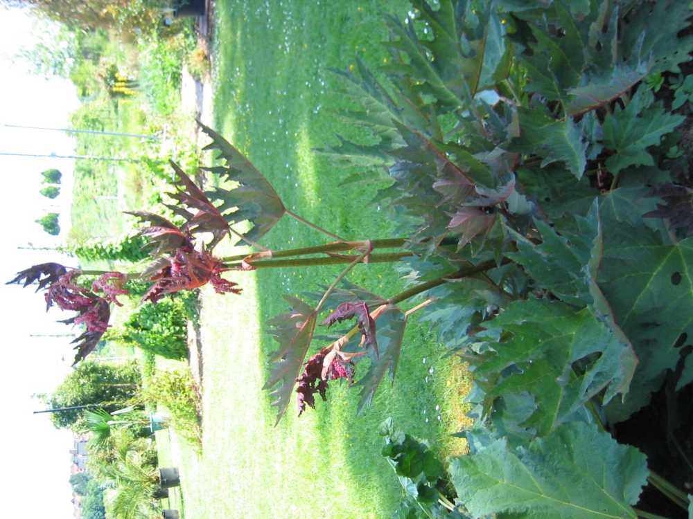 Rheum palmatum (Chinesischer Zier-Rhabarber)